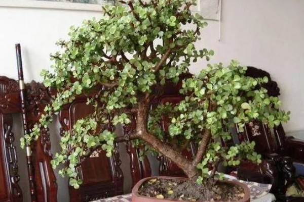 怎么让金枝玉叶爆盆，生长季节每隔半个月追肥一次