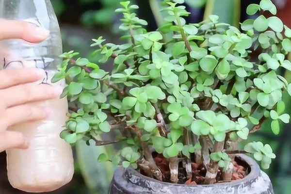 怎么让金枝玉叶爆盆，生长季节每隔半个月追肥一次