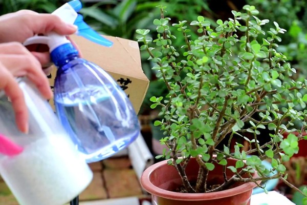 怎么让金枝玉叶爆盆，生长季节每隔半个月追肥一次