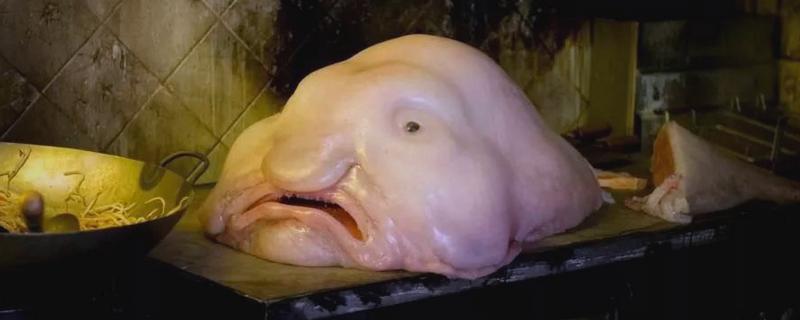 水滴鱼是什么鱼，又名忧伤鱼或软隐棘杜父鱼