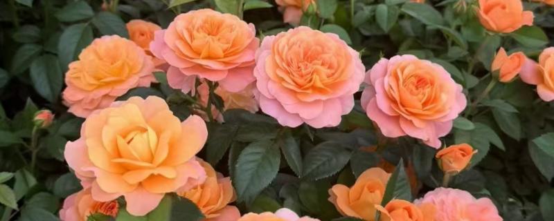 欧月月季花如何养殖，要及时浇水保持土壤湿润