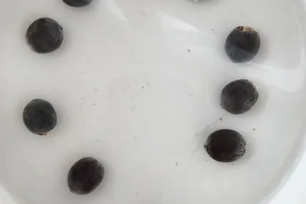 怎么让金枝玉叶爆盆，生长季节每隔半个月追肥一次