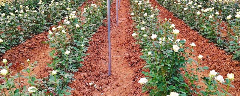 玫瑰苗的成活方法，春秋季节每周浇水1-2次