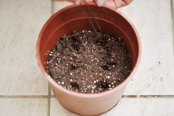 怎么让金枝玉叶爆盆，生长季节每隔半个月追肥一次