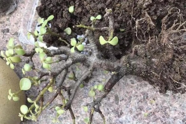 怎么让金枝玉叶爆盆，生长季节每隔半个月追肥一次