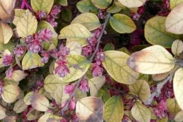 红花檵木为何叶子干枯，常见土壤碱化、浇水或施肥过多等原因