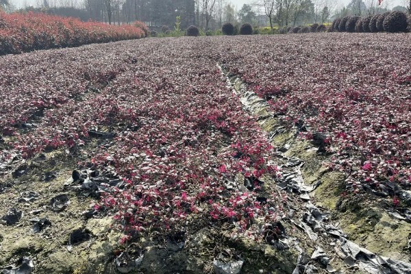 红花檵木为何叶子干枯，常见土壤碱化、浇水或施肥过多等原因