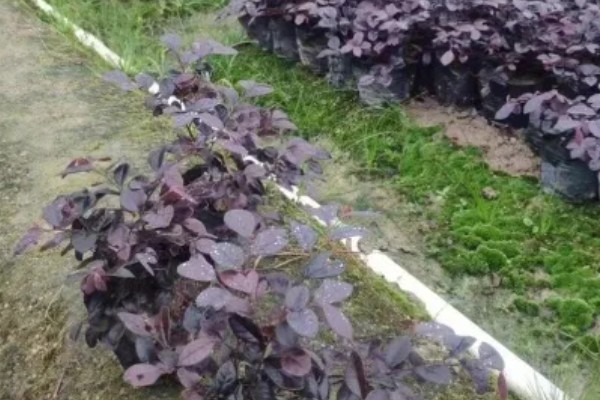 红花檵木为何叶子干枯，常见土壤碱化、浇水或施肥过多等原因