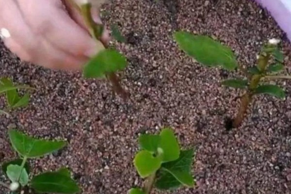 红花檵木为何叶子干枯，常见土壤碱化、浇水或施肥过多等原因