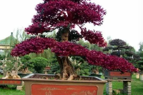 红花檵木为何叶子干枯，常见土壤碱化、浇水或施肥过多等原因