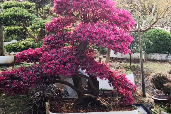 红花檵木为何叶子干枯，常见土壤碱化、浇水或施肥过多等原因