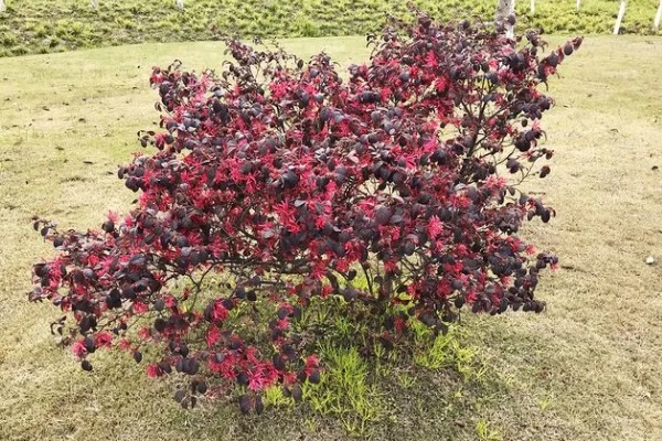 红花檵木为何叶子干枯，常见土壤碱化、浇水或施肥过多等原因