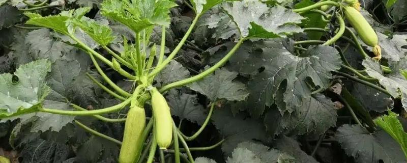 种植西葫芦的要点，苗期把温度保持在25℃左右