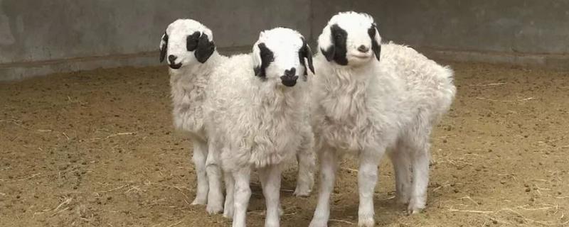 小羊羔喘气急促站不起来的原因，可能是得了小叶性肺炎