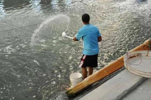 黄鳝如何养殖,要做好池塘的消毒工作