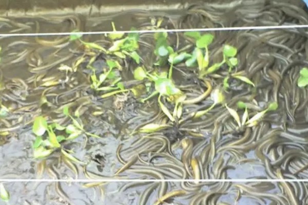 黄鳝如何养殖,要做好池塘的消毒工作