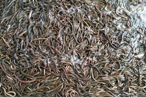 黄鳝如何养殖,要做好池塘的消毒工作