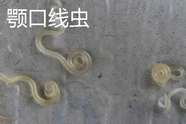 黄鳝如何养殖,要做好池塘的消毒工作