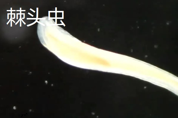 黄鳝如何养殖,要做好池塘的消毒工作