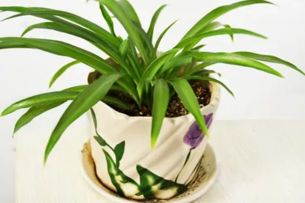 冬季怎么养殖吊兰，把室温保持在5℃以上