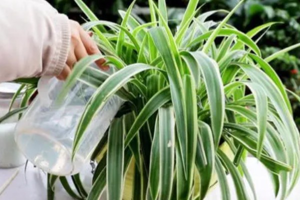 冬季怎么养殖吊兰，把室温保持在5℃以上