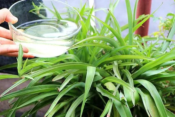 冬季怎么养殖吊兰，把室温保持在5℃以上