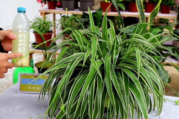 冬季怎么养殖吊兰，把室温保持在5℃以上