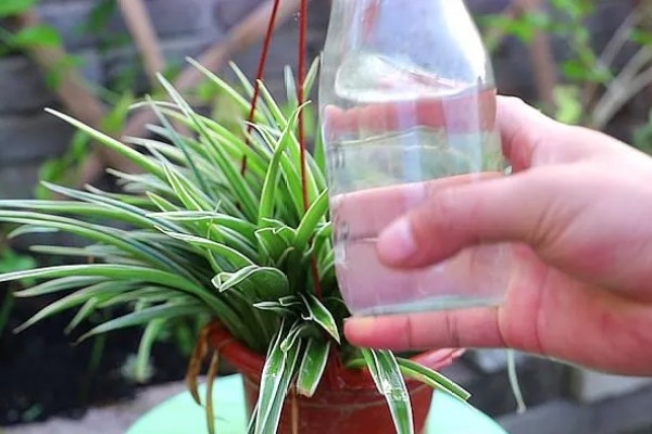 冬季怎么养殖吊兰，把室温保持在5℃以上