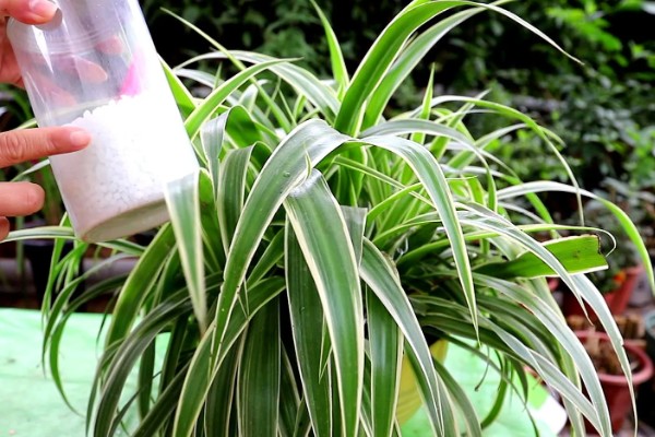 冬季怎么养殖吊兰，把室温保持在5℃以上