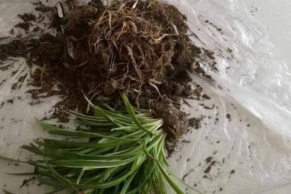 冬季怎么养殖吊兰，把室温保持在5℃以上