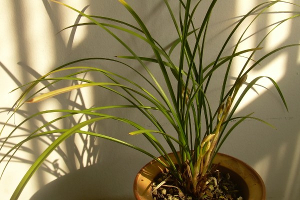 春天养兰花的方法，每隔半个月追肥一次