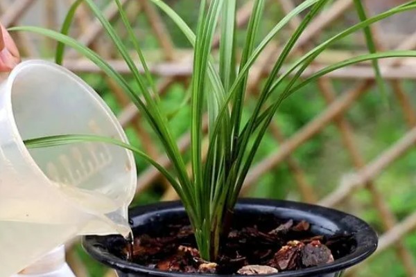 春天养兰花的方法，每隔半个月追肥一次