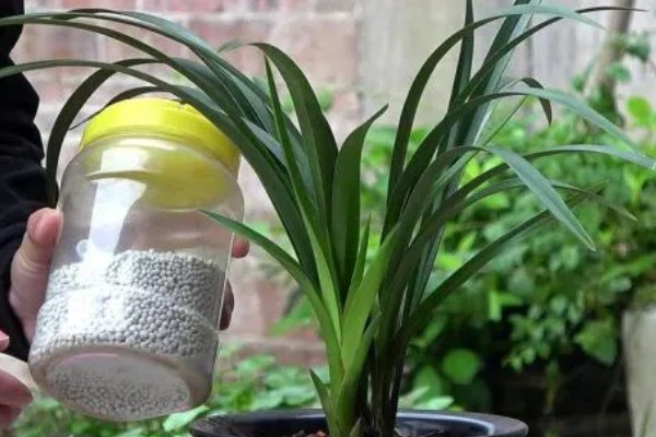 春天养兰花的方法，每隔半个月追肥一次