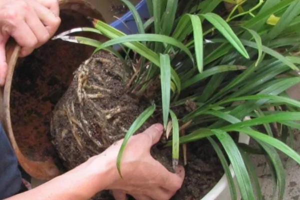 春天养兰花的方法，每隔半个月追肥一次