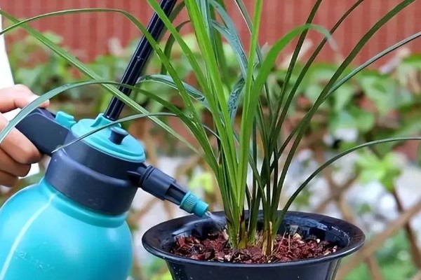 春天养兰花的方法，每隔半个月追肥一次