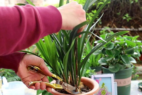 春天养兰花的方法，每隔半个月追肥一次