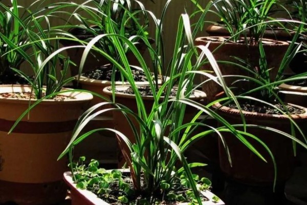 春天养兰花的方法，每隔半个月追肥一次