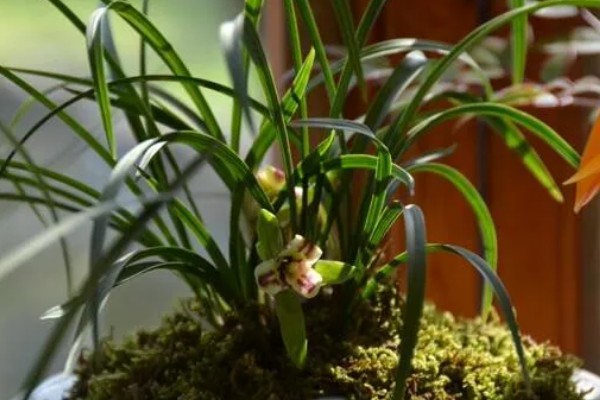 春天养兰花的方法，每隔半个月追肥一次