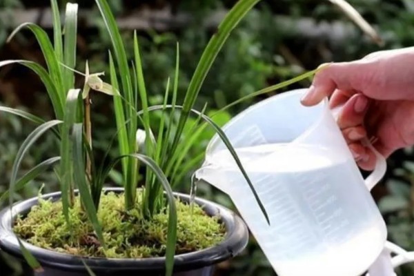 春天养兰花的方法，每隔半个月追肥一次