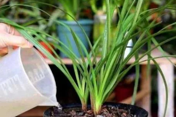 春天养兰花的方法，每隔半个月追肥一次