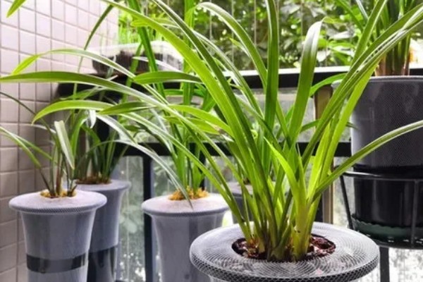 春天养兰花的方法，每隔半个月追肥一次