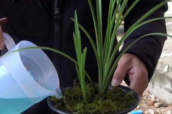春天养兰花的方法，每隔半个月追肥一次