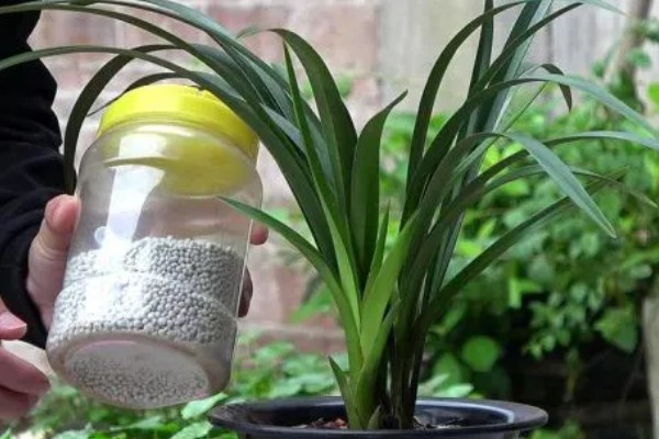 春天养兰花的方法，每隔半个月追肥一次