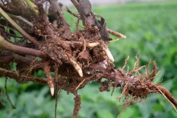 植物发热的原因，可能是根部受损所致