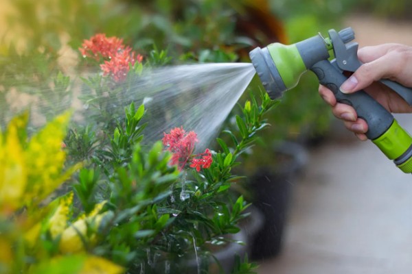 植物发热的原因，可能是根部受损所致