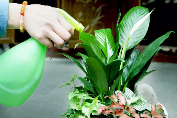 植物发热的原因，可能是根部受损所致