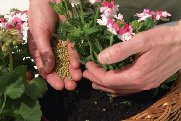 植物发热的原因，可能是根部受损所致