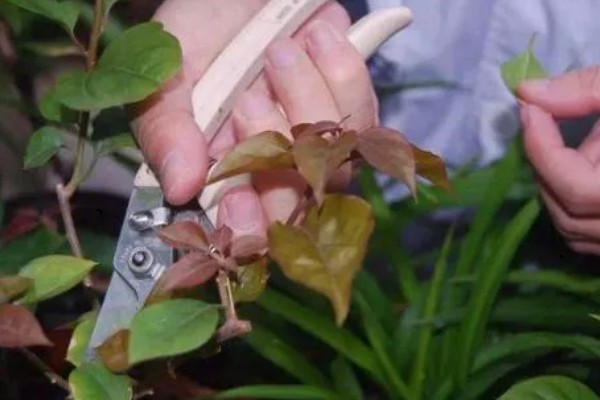 植物发热的原因，可能是根部受损所致