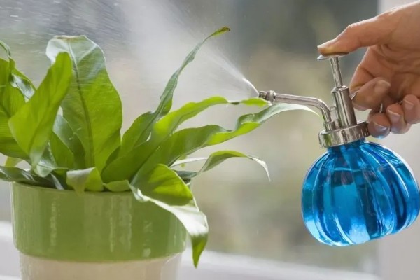 植物发热的原因，可能是根部受损所致