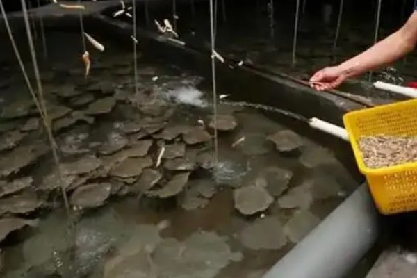 多宝鱼能不能养殖，要在靠近水源、交通方便的地方建造池塘